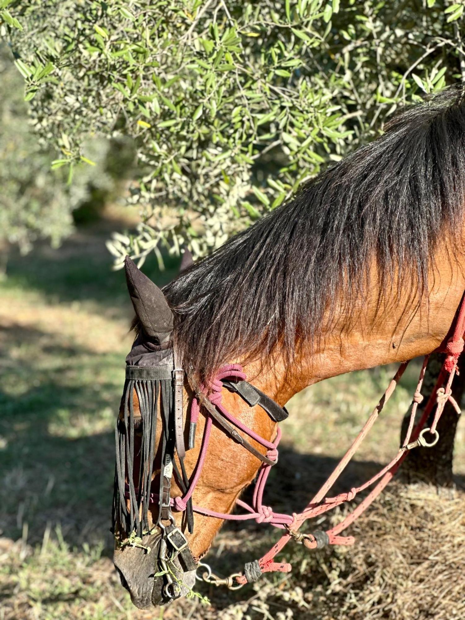 Agriturismo Fattoria Lavacchio Pontassieve Bagian luar foto